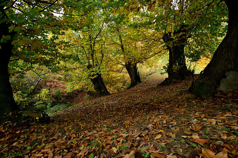 OTOÑO
