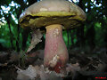 BOLETUS CALOPUS