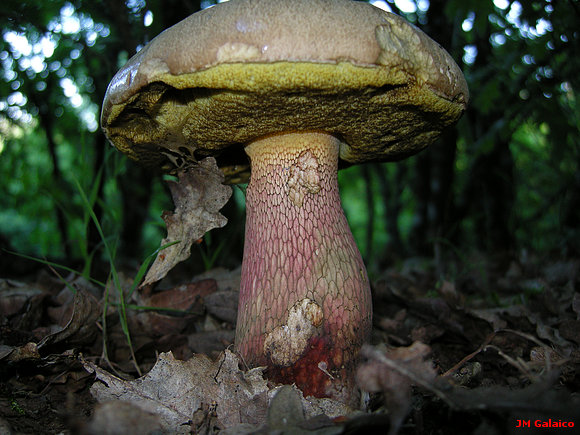 BOLETUS CALOPUS