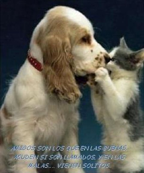 un amigo
