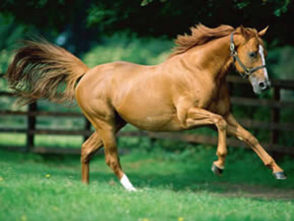 Los Caballos, libertad, amor y fidelidad.