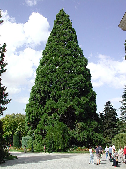 Sequoiadendrum giganteum