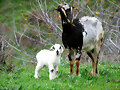 cabra y cabrito