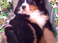 cachorrito.1