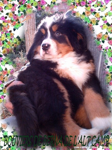 cachorrito.1