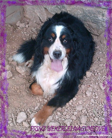 Mi príncipe, con casi 11 años!