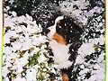 urielle, de cachorrita con la nieve