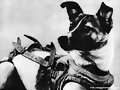 LAIKA muerta por nosotros