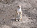 Perrito de la pradera