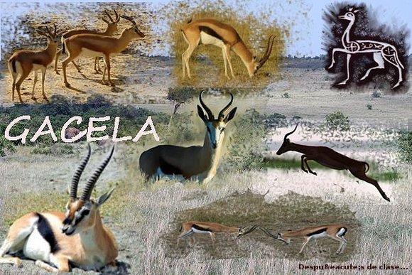 Gacela
