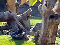 Bioparc