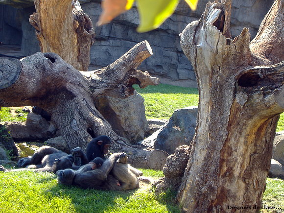 Bioparc