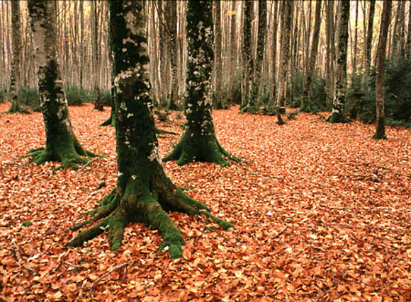 ORACION   DEL   BOSQUE