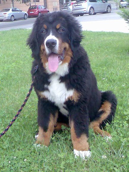 bruce con 4 meses