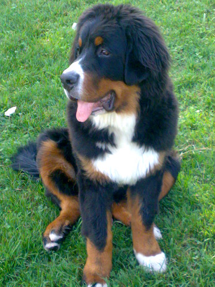 BRUCE CON 6 MESES