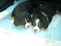 Sacha con 2 meses