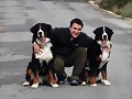 Raul y las fieras