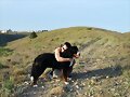 Abrazo de Mimosin