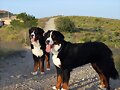 Sacha y Bronko (1 a&ntilde;o y 4 meses)