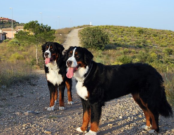 Sacha y Bronko (1 año y 4 meses)
