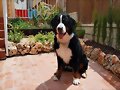 Sacha vigilando el jardin