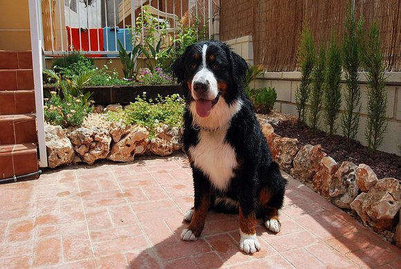 Sacha vigilando el jardin