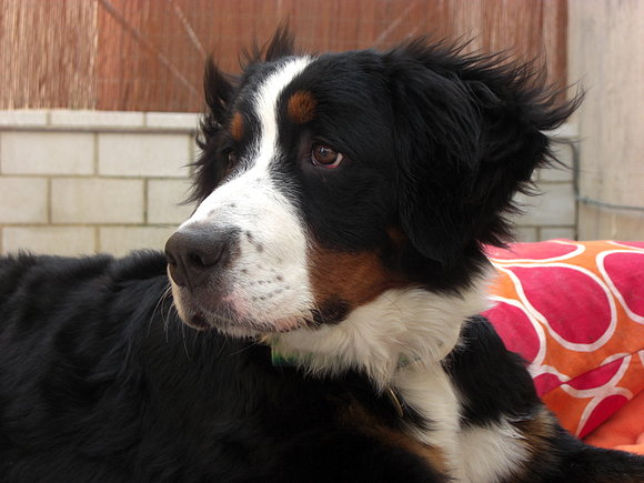 Miss Pelo Pantene 2008