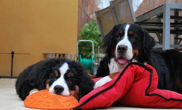 ¡¡¡¡Ahora inseparables!!!!