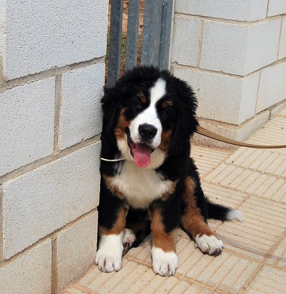 Mas paseo noooooooo!!!!