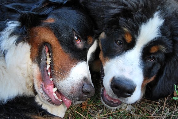 Inseparables!!!!