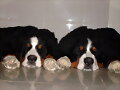 Pancho y Asia