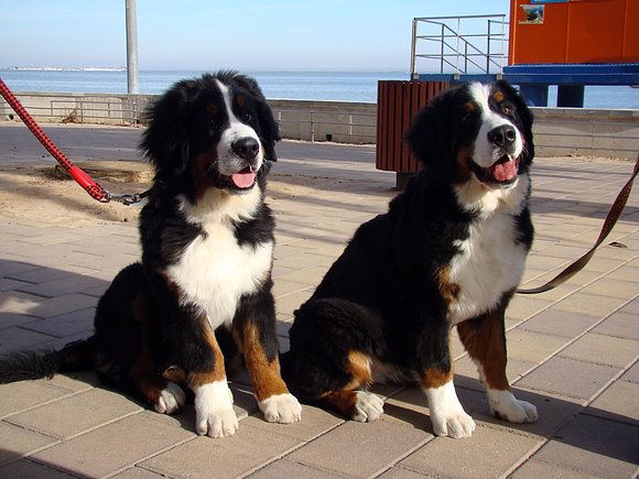 Asia y Pancho