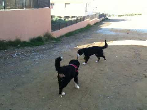 Burreo con un palito!!!!