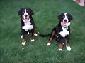 Bronko y Sacha