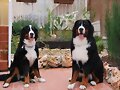 Los Hermanos (Sacha y Bronko)