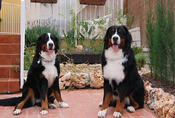 Los Hermanos (Sacha y Bronko)