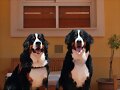 Sacha y Asia (11meses)