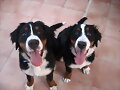 Los Hermanos