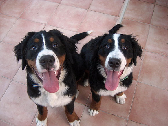 Los Hermanos