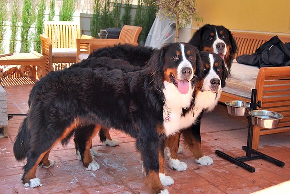 Cancerbero, el perro de 3 cabezas