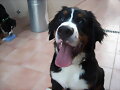 Bronko