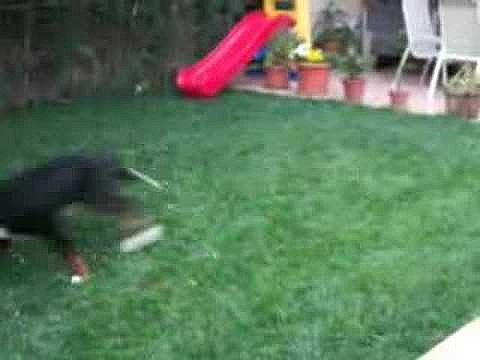 Sacha y Bronko en pleno Juego