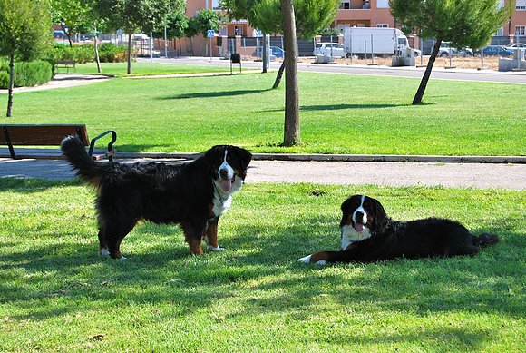 Senna y Asia