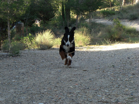 En Plena Carrera (El doble de Mikey Mouse)