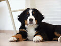 Sacha con 2 meses y medio