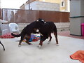 Gladiadores