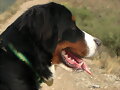 Perfil de Sacha