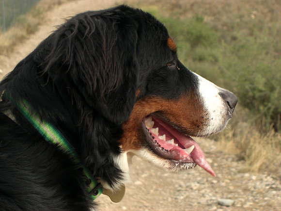 Perfil de Sacha