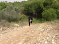 La Bestia Tricolor