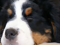 Sacha con 2 meses y medio